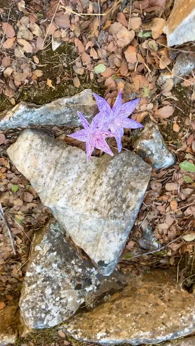 Friday Heartsday

One more weeks to go and I can find new hearts in Naxos🤭
Come and join me! 

Look out for your heart too! 💙

#retreat #fridayheartsday #heartstones