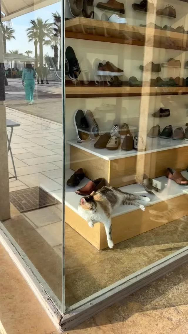 About cats and shoes 🤣

Or about relaxing
Taking time
Enjoying life

That’s what a retreat in Naxos is about
Going back to the essence 
Of life 
Of yourself 

Here you come to your senses😘

Dm me for a free introcall!

#iousía #catrelax #retreats #catsofgreece #mindfulnessreminders