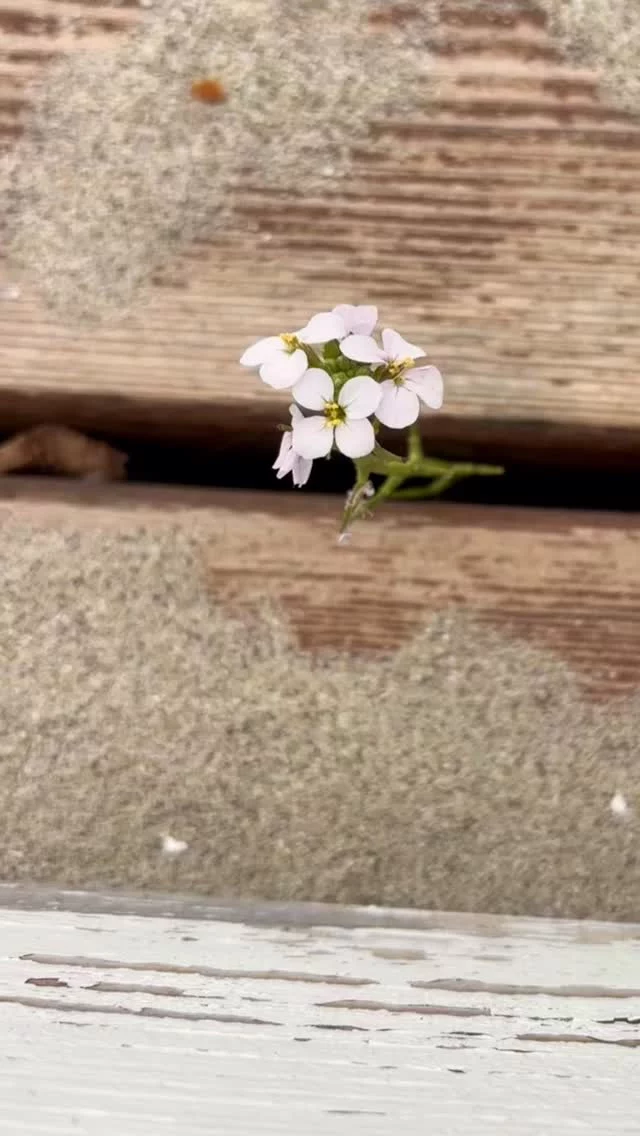 It isn’t always the big expensive things that matter 

Sometimes it’s that small flower
Finding it’s way 
Between the planks 

No matter how small 
It can bring a big smile

#iousía #retreats #creativetherapy #flowerpower🌸 #beautyinlittlethings