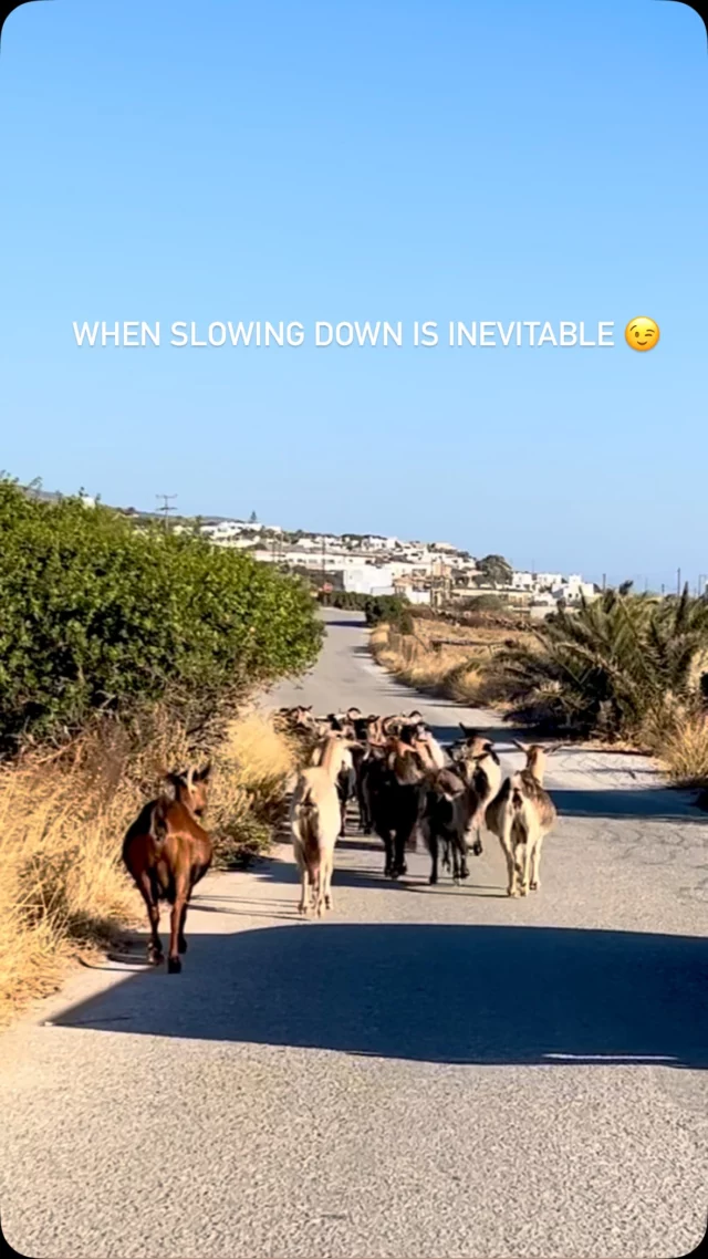When you think: 
Let’s grab the moment and head for the beach for a little while

They say:
You better slow down first!😜

#iousía #retreats #slowdowntime #creativetherapy #greekgoats