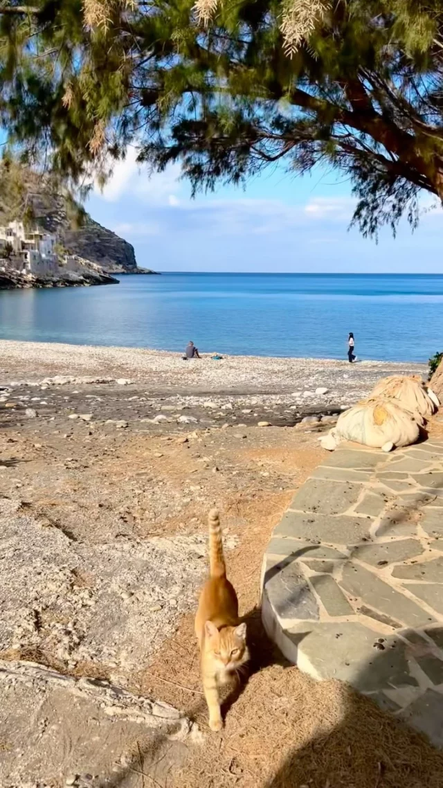 Last Sunday…

A visit to Lionas feels like visiting friends

#iousía #retreats #creativetherapy #lionas #ntoyzenia