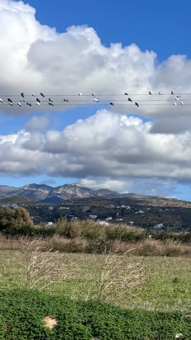 Birds on a wire 
Just sitting
Just being

We can learn a lot from them
Just sitting
Just being

You should try it one time🤭

#iousía #retreats #birdsonawire #creativetherapy #justsitting